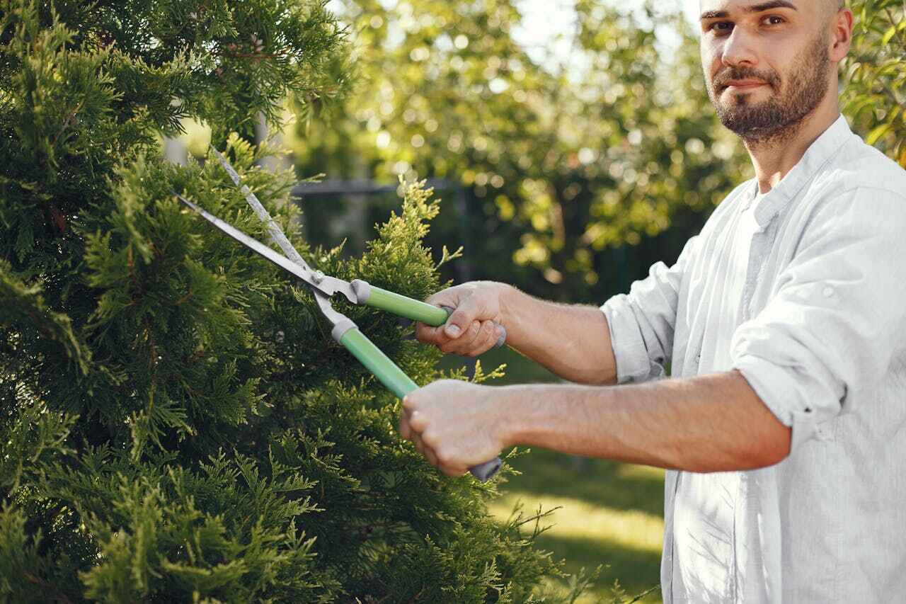 Best Tree Root Removal  in Bellevue, MI